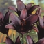 black Lily